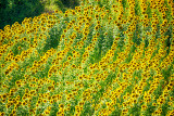 Sunflower Field - Holy Grail