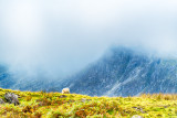Low Clouds - Lonely Sheep