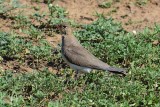 Collared pratincole 