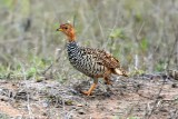 Coqui francolin