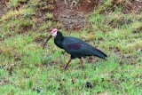 Southern bald ibis