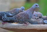 Speckled pigeon