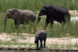 Elephants along the Sabie river