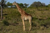 Giraffe 