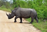White rhino crossing