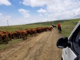 Wakkerstroom cattle