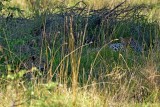 Leopard female and grown cub 