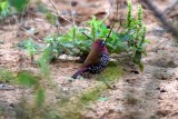 Pink-throated twinspot 