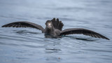 Giant Northern Petrel PSLR-0544