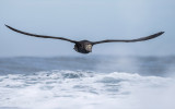 Giant Northern Petrel PSLR-0559