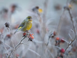 Greenfinch PSLR-0206