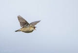 Sedge warbler - Rietzanger  PSLR-4838