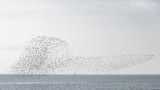 Bar-tailed godwit - Rosse grutto PSLR-6420