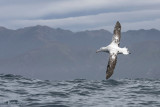 Wandering Albatross PSLR-0322