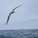 Salvins Albatross PSLR-0334