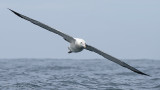 Wandering Albatross PSLR-0472