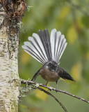 New Zealand Fantail KPSLR-2849