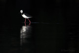 Black-winged Stilt PSLR-3911