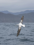 Wandering Albatross PSLR-0320