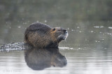 Coypu - Beverrat PSLR-9718