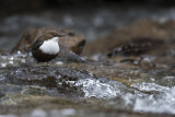 white-throated dipper PSLR-0233