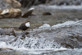 White-throated dipper PSLR-0051