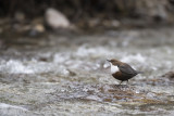 white-throated dipper PSLR-0090