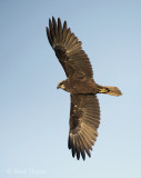 Western marsh harrier PSLR-3078