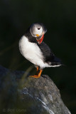 Atlantic Puffin - Papegaaiduiker PSLR-7637