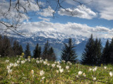 Spring is coming on Mount RIGI