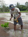 Rice farmer in Bali