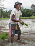 Rice farmer in Bali