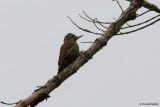 Spotted Woodpecker, Intervales SP, Brazil