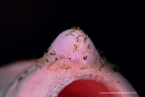 Cryptic Sponge Shrimp 