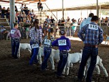 Livestock Show