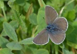A Very Brown Silvery Blue Butterfly