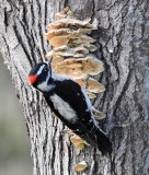 Downy Woodpecker On Fungus