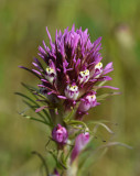 Purple Owls Clover