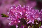 Pink Azaleas