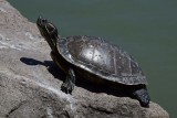 Red Eared Slider