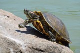Red Eared Slider 2