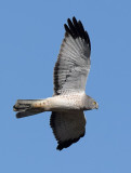 Male Northern Harrier From Underneath