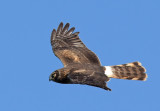 Female Harrier
