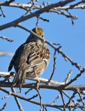 Gold Crowned Sparrow