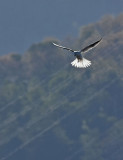 White Tailed Kites White Tail