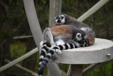 Lemurs Grooming