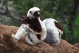 Two Coquerels Sifakas