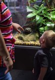 Looking at the Giant Toad