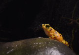 Yellow Spotted Frog
