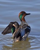 Green Wing Teal Flap